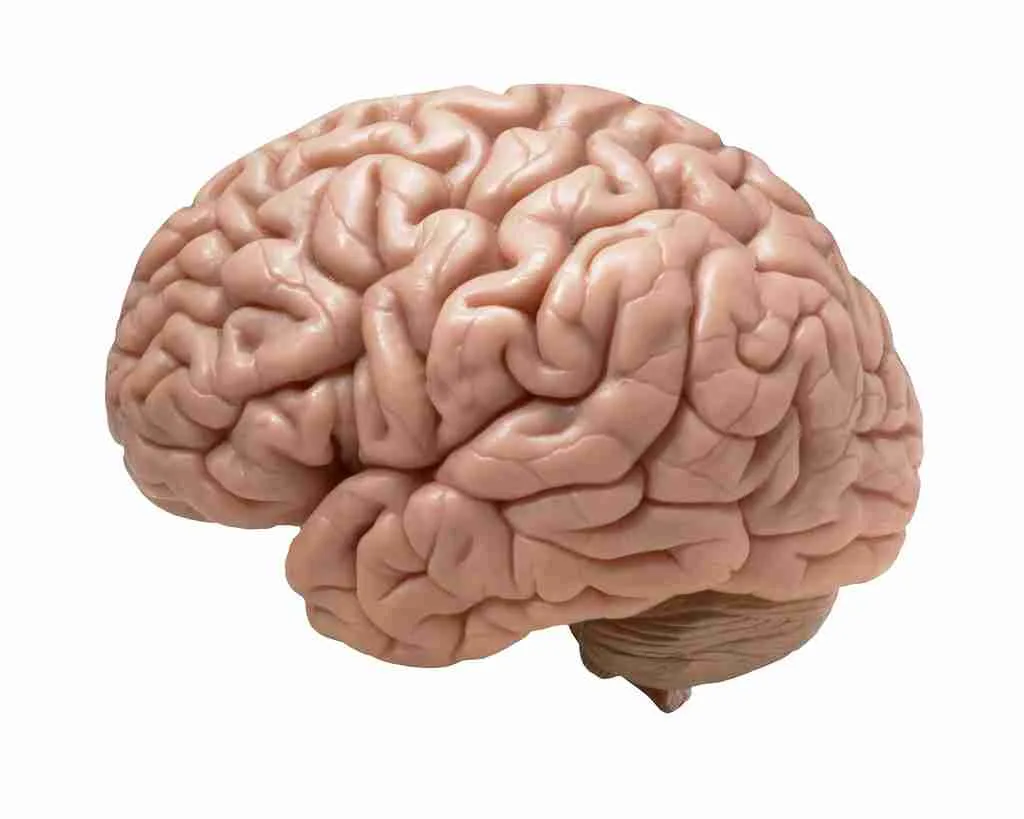 26 Fun Facts About Science | Expand Your Knowledge 1 human brain