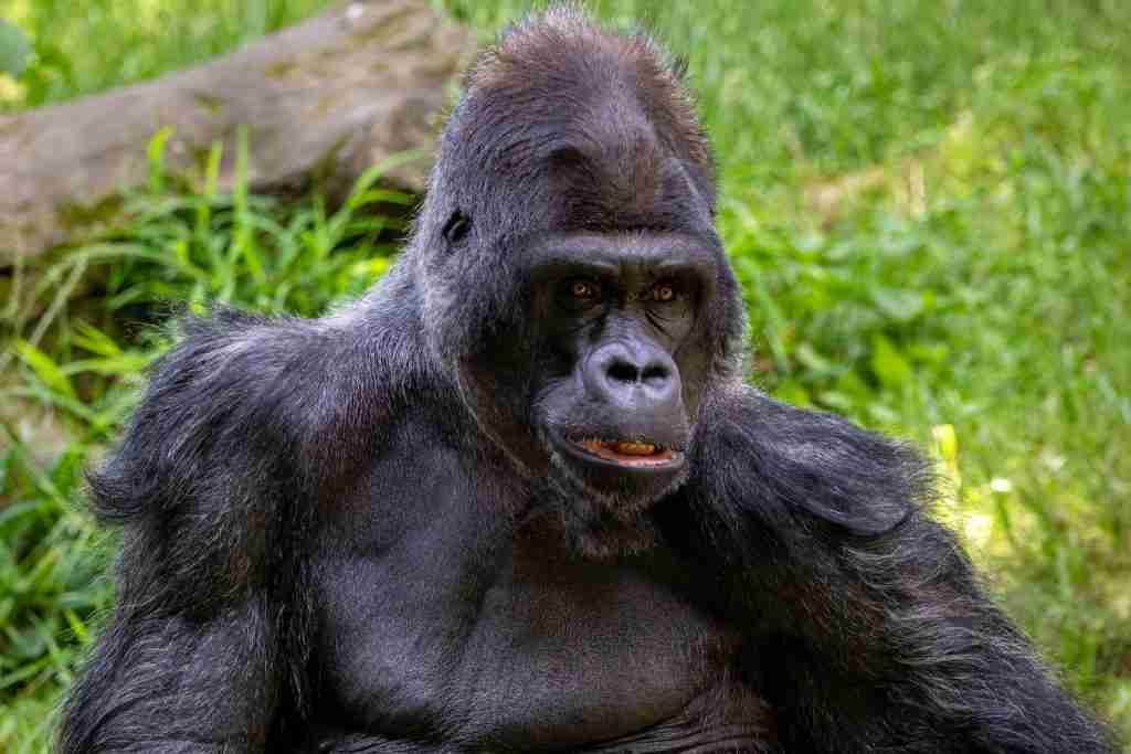 26 Fun Facts About Florida | Sunshine State's Secrets 3 black gorilla on green grass during daytime