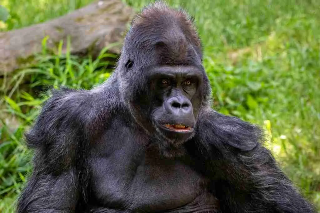26 Fun Facts About Florida | Sunshine State's Secrets 5 black gorilla on green grass during daytime