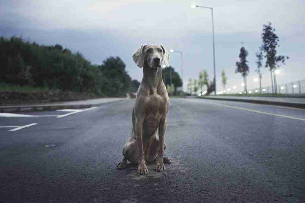 26 Fun Facts About Peru | The Heart of the Andes 3 men's brown weimaraner dog on gray asphalt road