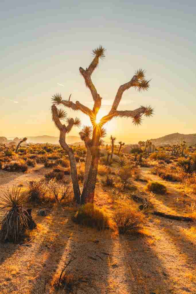 23 Fun Facts About Cactus | Desert Wonders 1 Cactus sun bath, fun facts about Cactus.