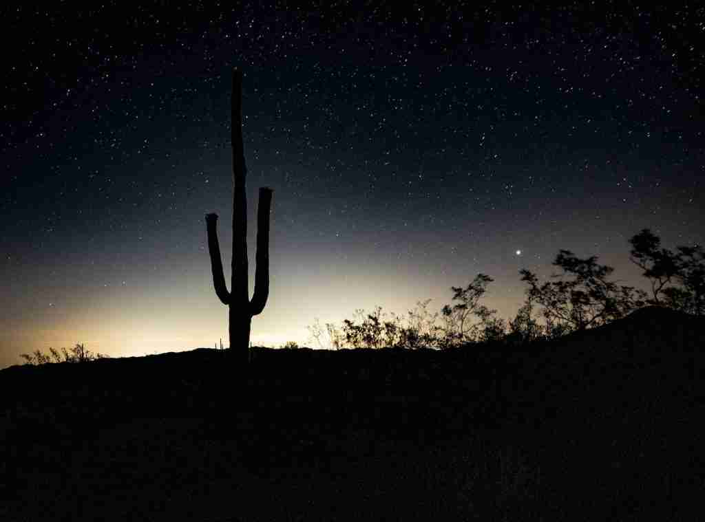 23 Fun Facts About Cactus | Desert Wonders 3 Night Photosynthesize, fun facts about Cactus.