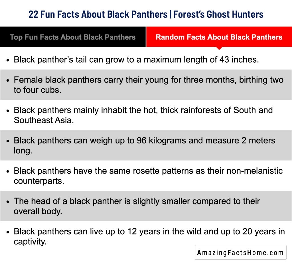 22 Fun Facts About Black Panthers | Forest’s Ghost Hunters - Random Facts About Black Panthers