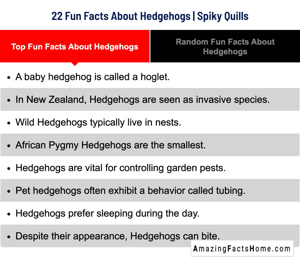 22 Fun Facts About Hedgehogs | Spiky Quills - Top Fun Facts About Hedgehogs