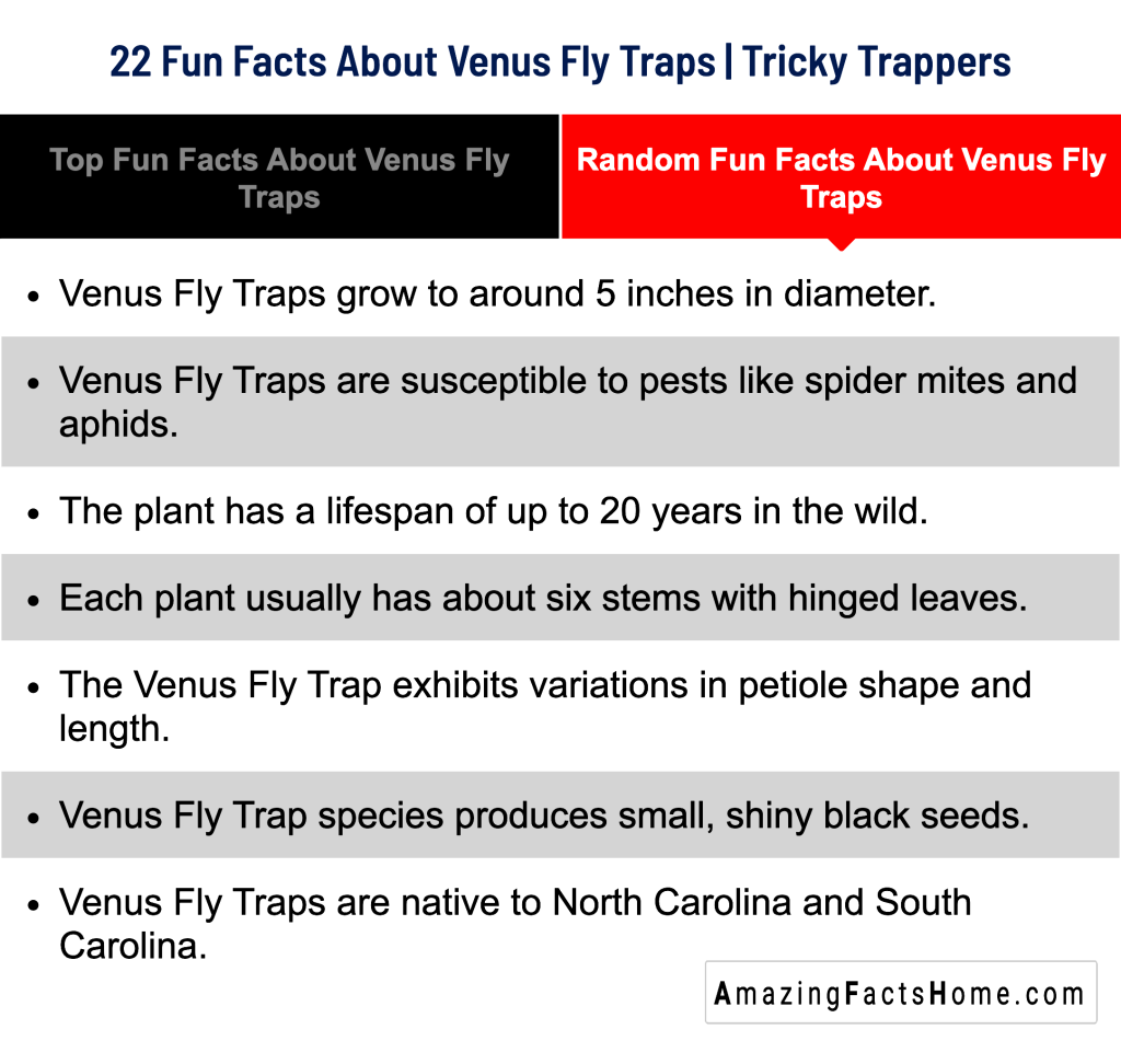 22 Fun Facts About Venus Fly Traps | Tricky Trappers - Random Fun Facts About Venus Fly Traps