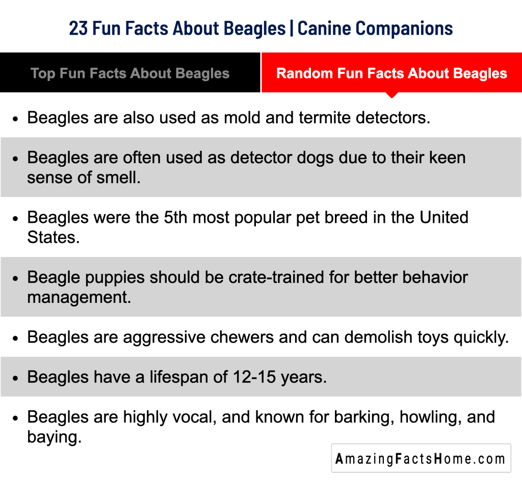 23 Fun Facts About Beagles | Canine Companions - Random Fun Facts About Beagles