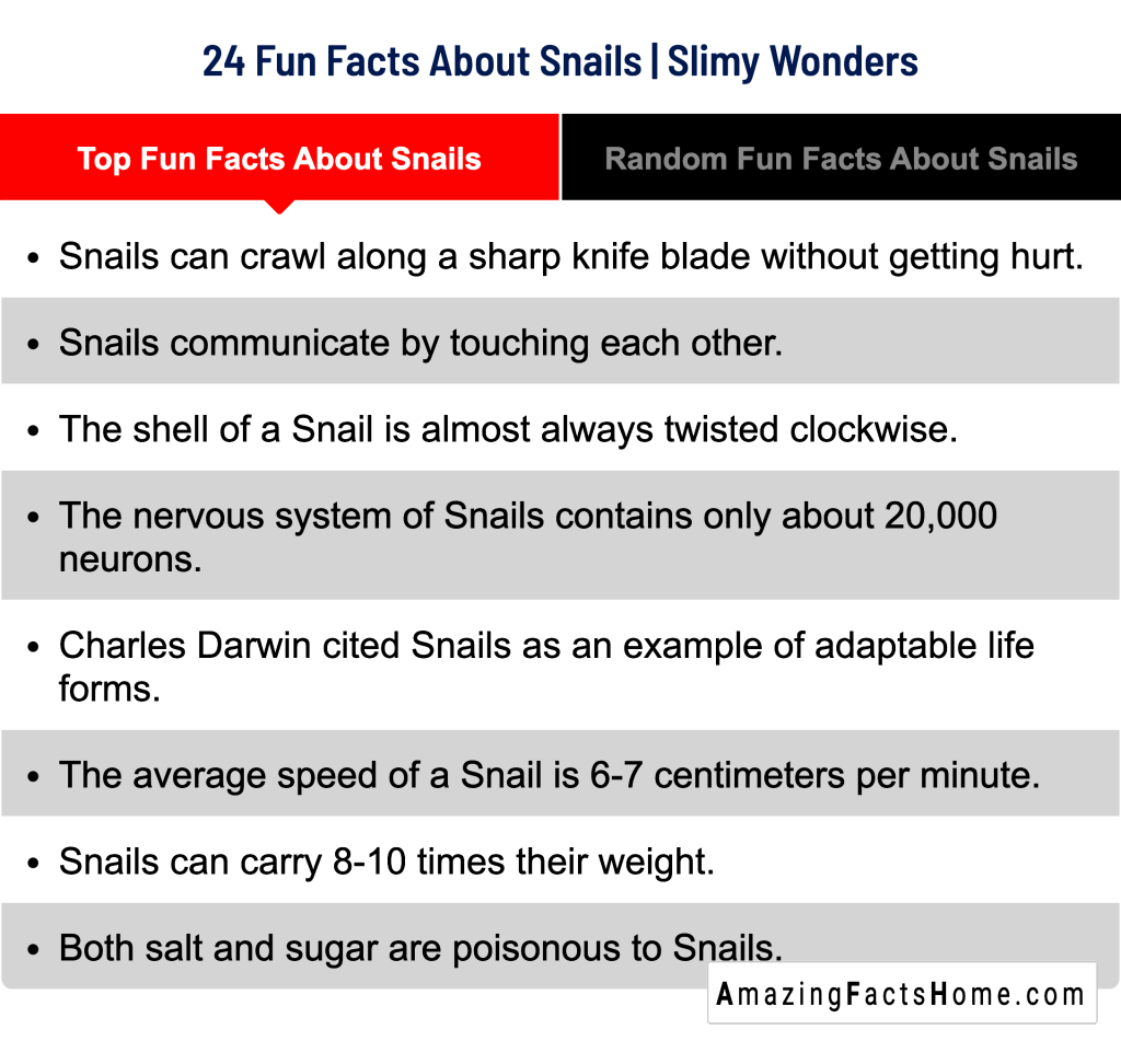 24 Fun Facts About Snails | Slimy Wonders - Top Fun Facts About Snails