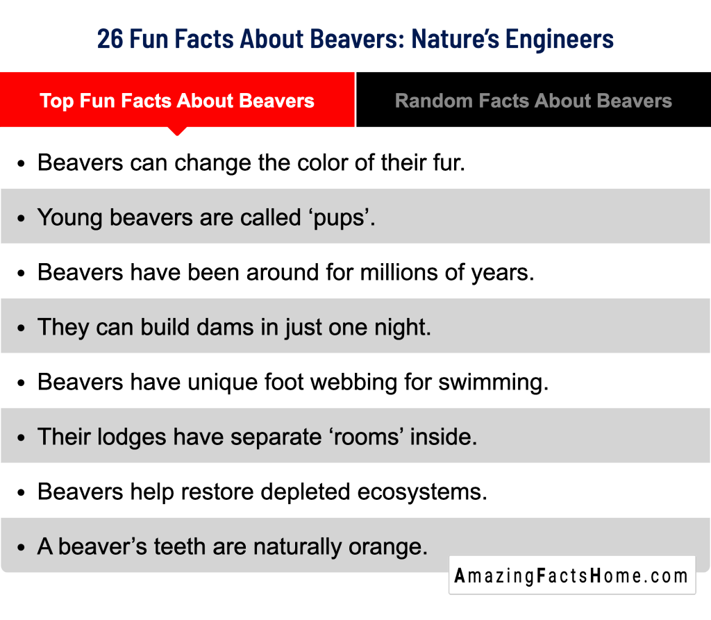 26 Fun Facts About Beavers: Nature’s Engineers - Top Fun Facts About Beavers