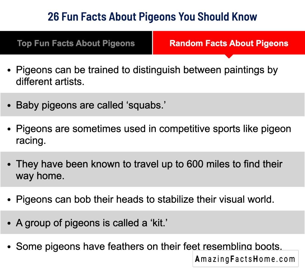 26 Fun Facts About Pigeons You Should Know - Random Facts About Pigeons