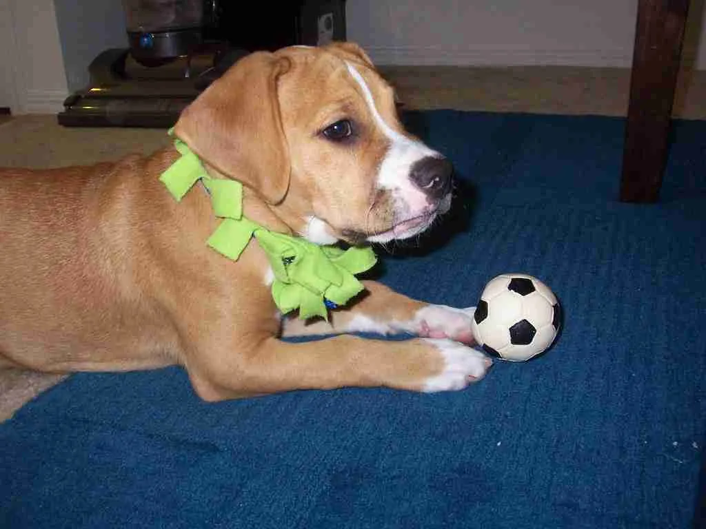 23 Fun Facts About Beagles | Canine Companions 2 beabull, fun facts about beagles