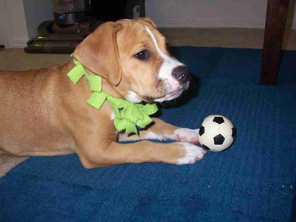beabull, fun facts about beagles