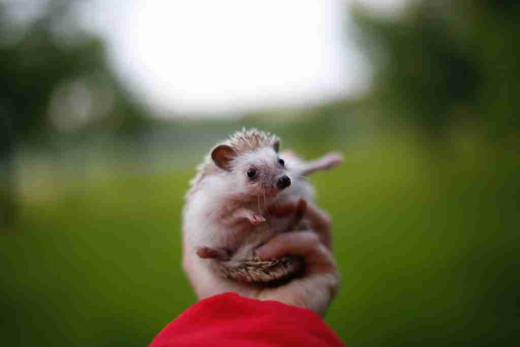 22 Fun Facts About Hedgehogs | Spiky Quills 2 pet hedgehog. fun facts about hedgehogs