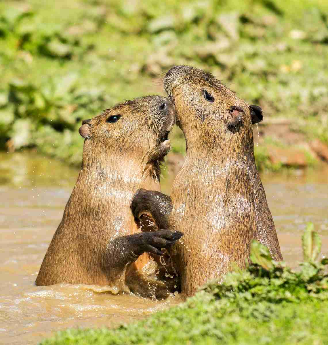 26 Fun Facts About Beavers Nature's Engineers Amazing Facts Home