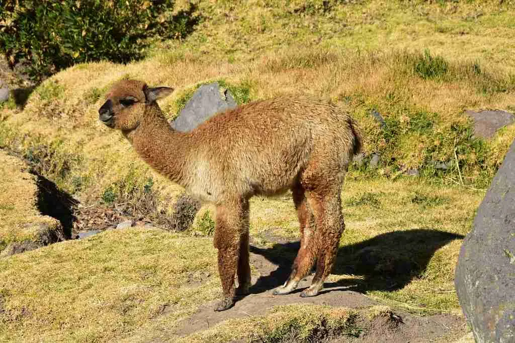 22 Fun Facts About Alpacas | Fluffy Highland Grazers 3 756c33ae ba0a 4103 980c e18072174475