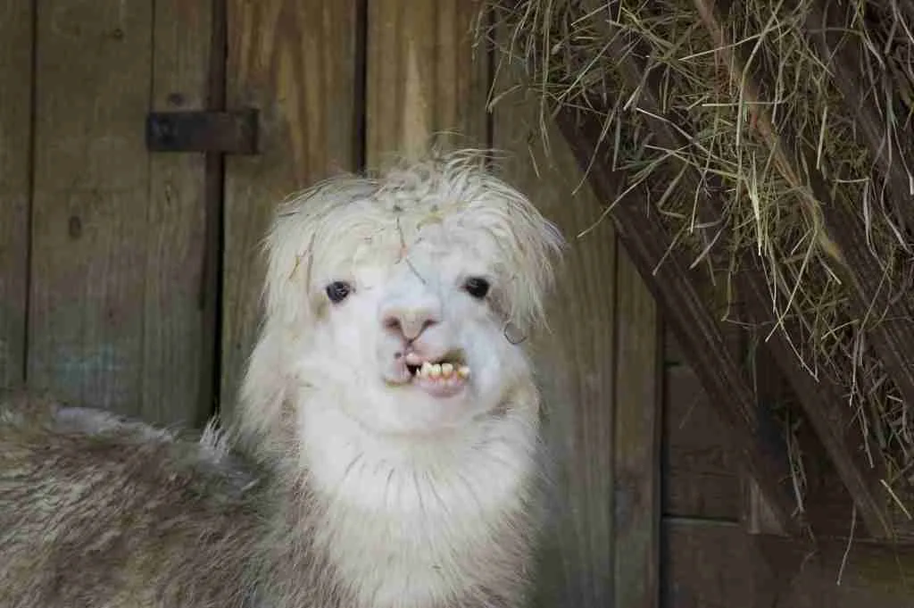 22 Fun Facts About Alpacas | Fluffy Highland Grazers 2 alpacas, fun facts about alpacas