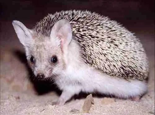 22 Fun Facts About Hedgehogs | Spiky Quills 3 beae3632 4b02 456e b3fa 678776f83e6c