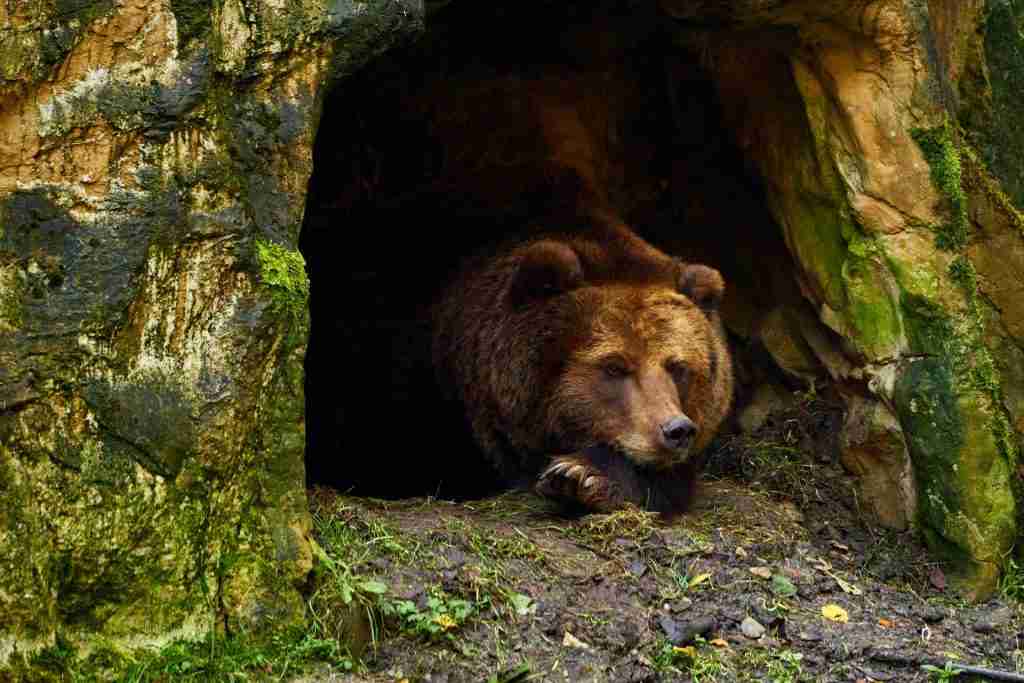 22 Fun Facts About Groundhog Day | Forecast Fables 3 bear gd3d1b6122 1920