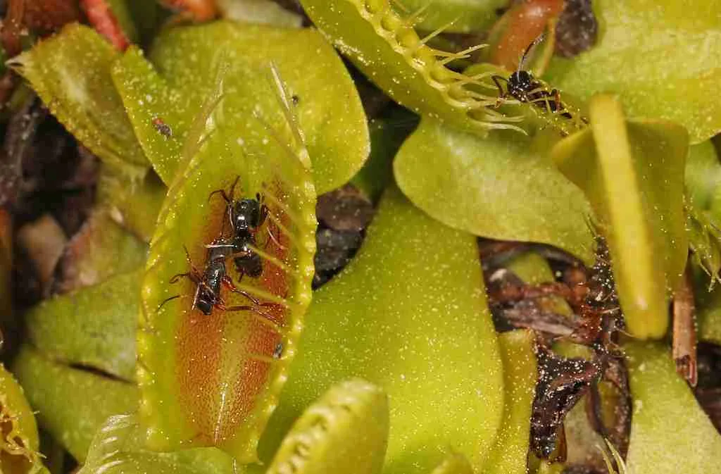22 Fun Facts About Venus Fly Traps Tricky Trappers Amazing Facts Home