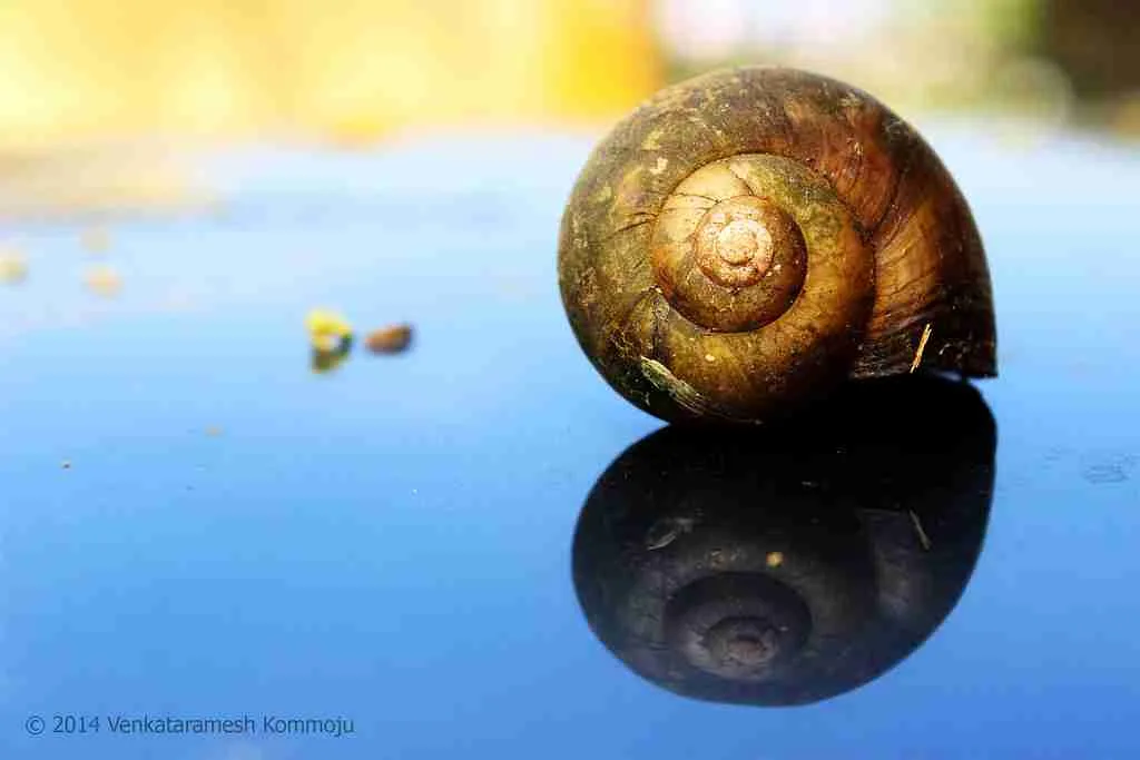 24 Fun Facts About Snails | Slimy Wonders 1 snail shell, fun facts about snails