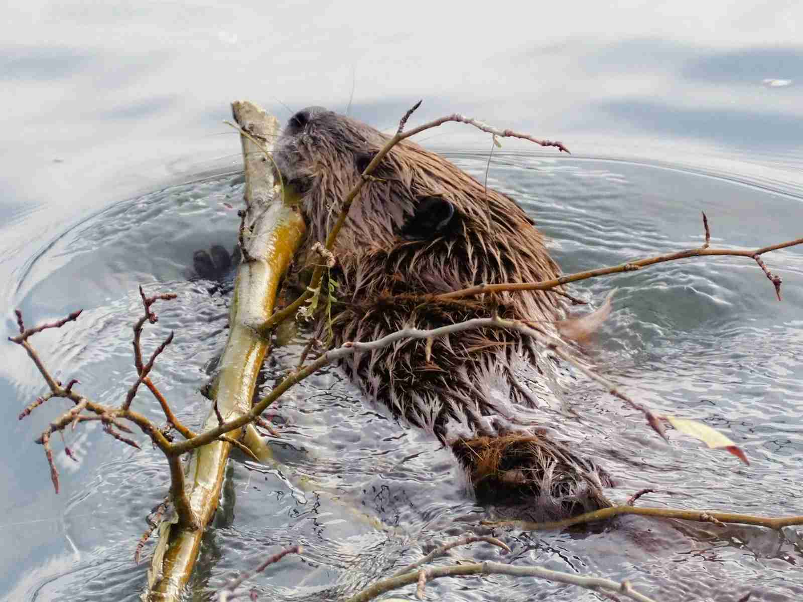 26 Fun Facts About Beavers Nature's Engineers Amazing Facts Home