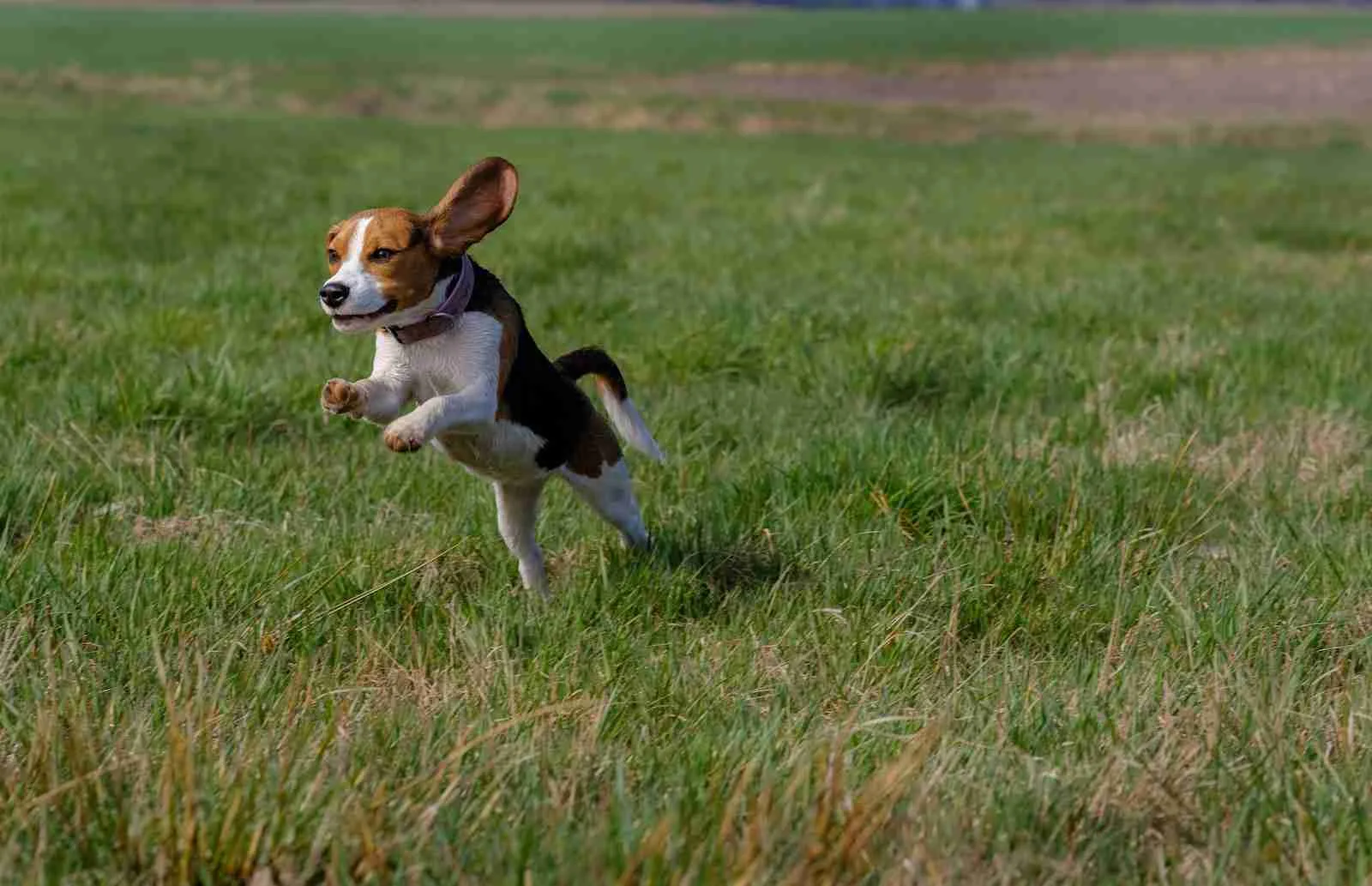 beagle leap on grass field, fun facts about beagles