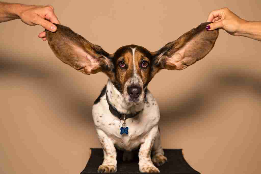 23 Fun Facts About Beagles | Canine Companions 1 beagle, fun facts about beagles