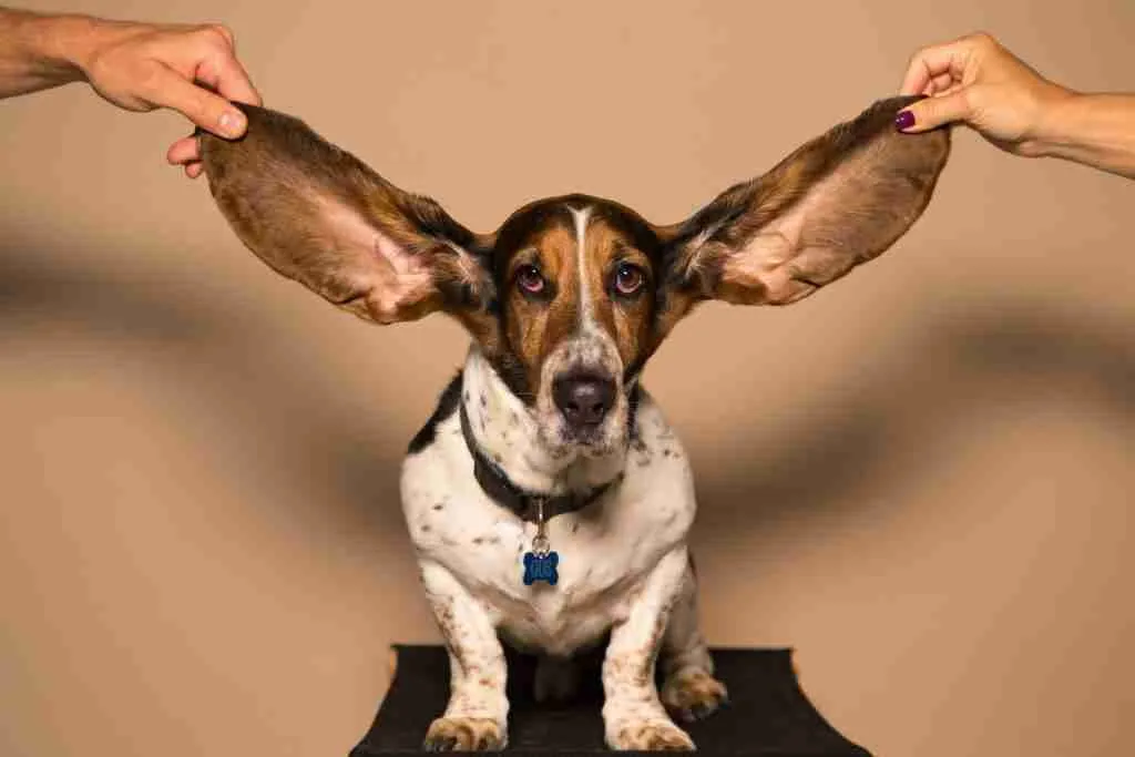 beagle, fun facts about beagles 