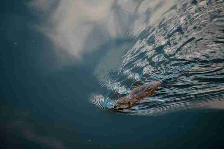 26 Fun Facts About Beavers Nature's Engineers Amazing Facts Home