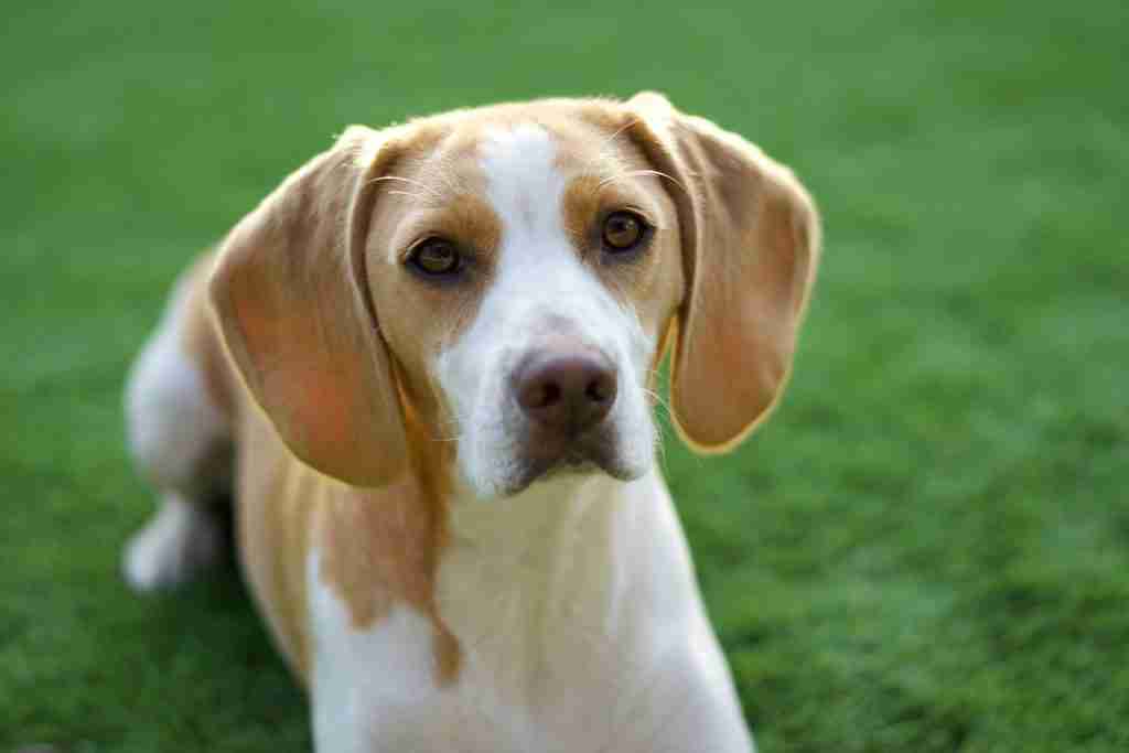 beagles, fun facts about beagles