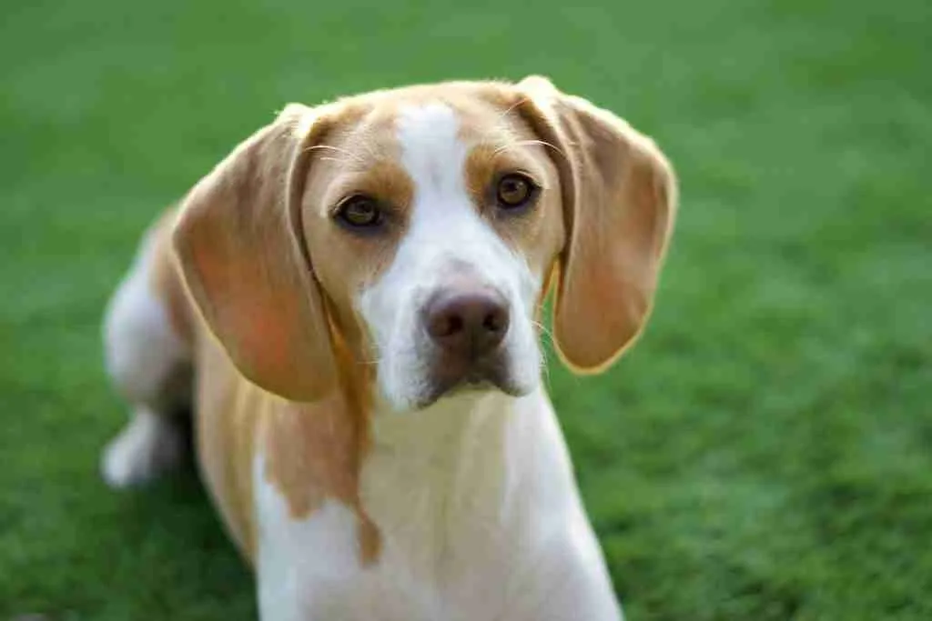 beagles, fun facts about beagles
