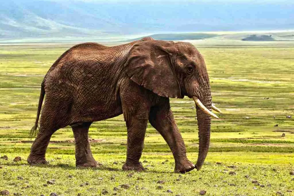 elephant, Fun Facts About Elephants
