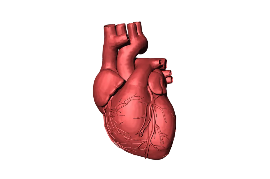 30 Fun Facts About Human Body | A Voyage of Learning 5 heart, blood, organ
