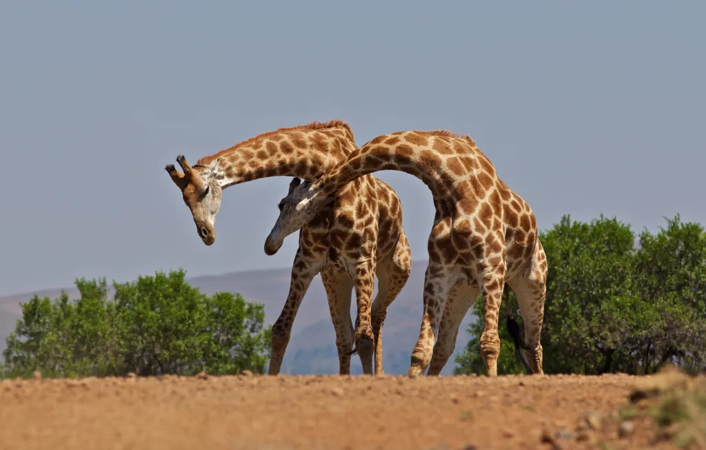23 Fun Facts About Giraffe | Sky-High Elegance in Stripes 2 giraffe facts, fun facts about giraffes