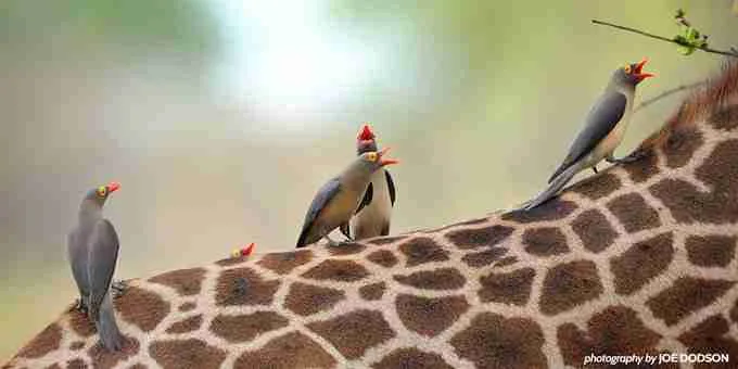 23 Fun Facts About Giraffe | Sky-High Elegance in Stripes 4 CbBVBTFUMAAPF2c