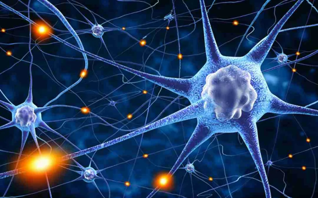 29 Fun Facts About Nervous System | Electric Facts 2 Neuroplasticity, fun facts about nervous system