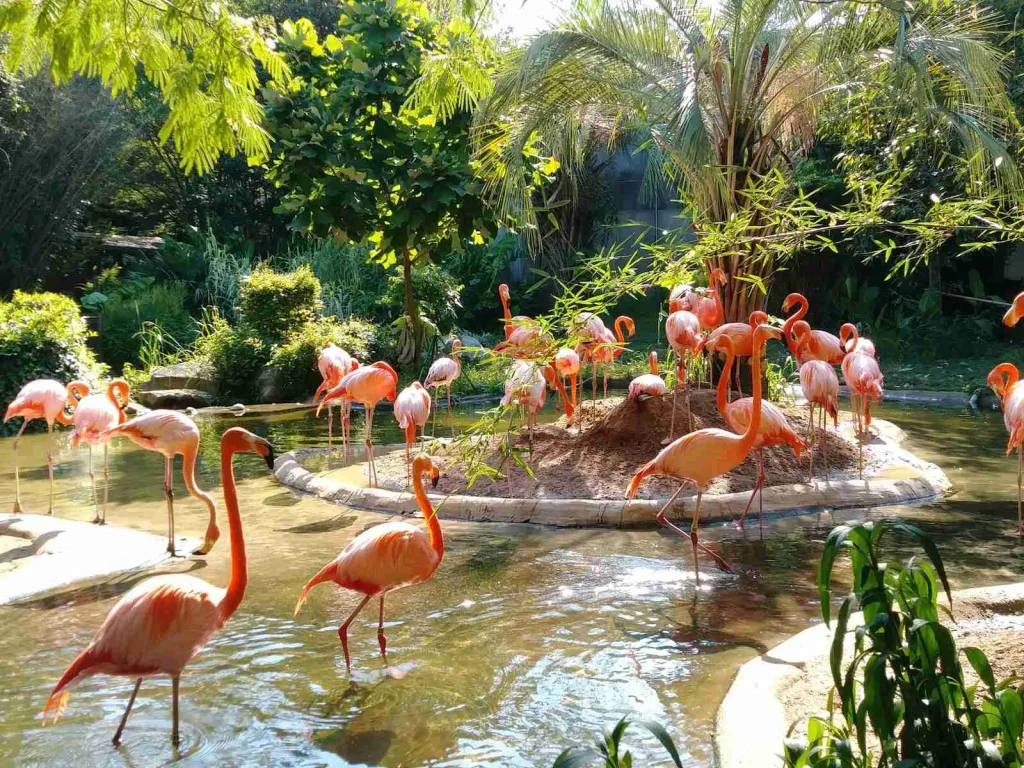 25 Fun Facts About Life You Need to Know 1 pink flamingos on pond surrounded with green plants