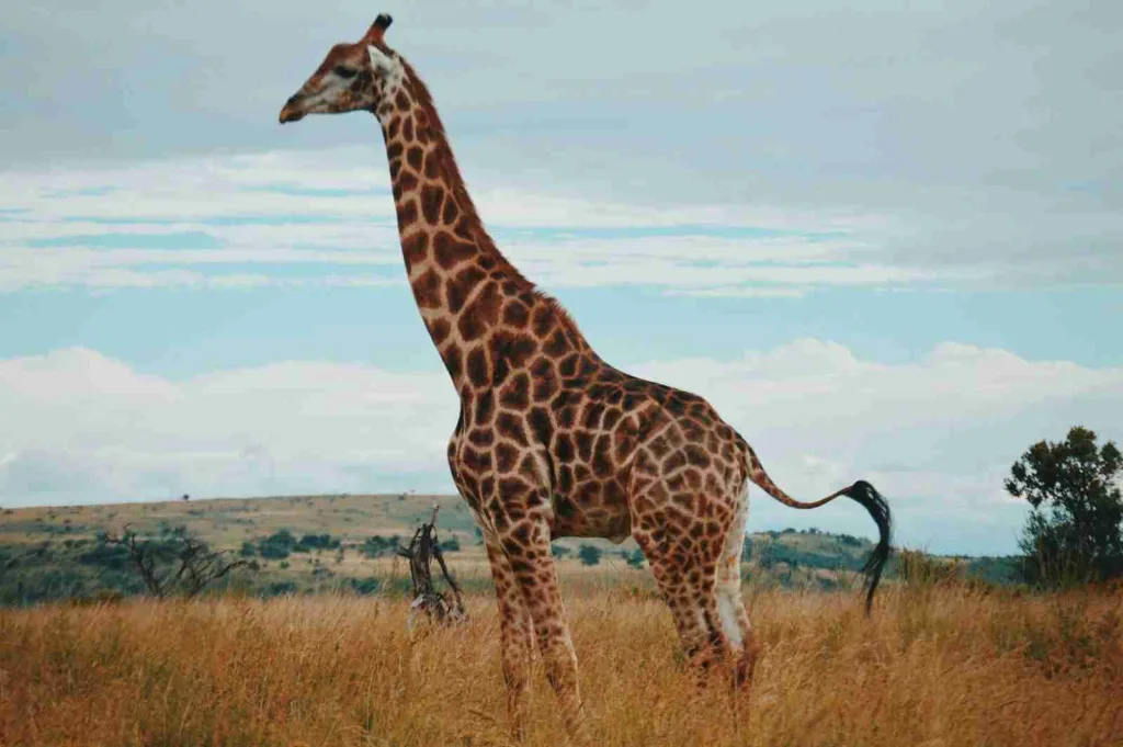 23 Fun Facts About Giraffe | Sky-High Elegance in Stripes 1 giraffe, fun facts about giraffes