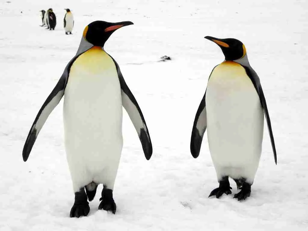24 Fun Facts About World | Ignite Your Curiosity 3 Penguin and clean water