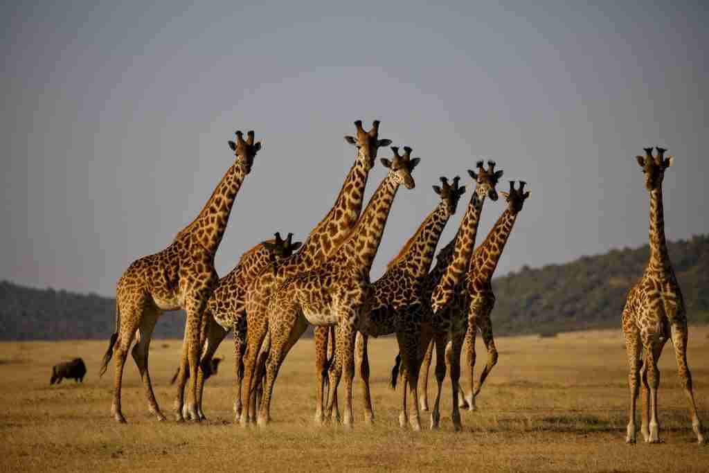 fun facts about giraffes