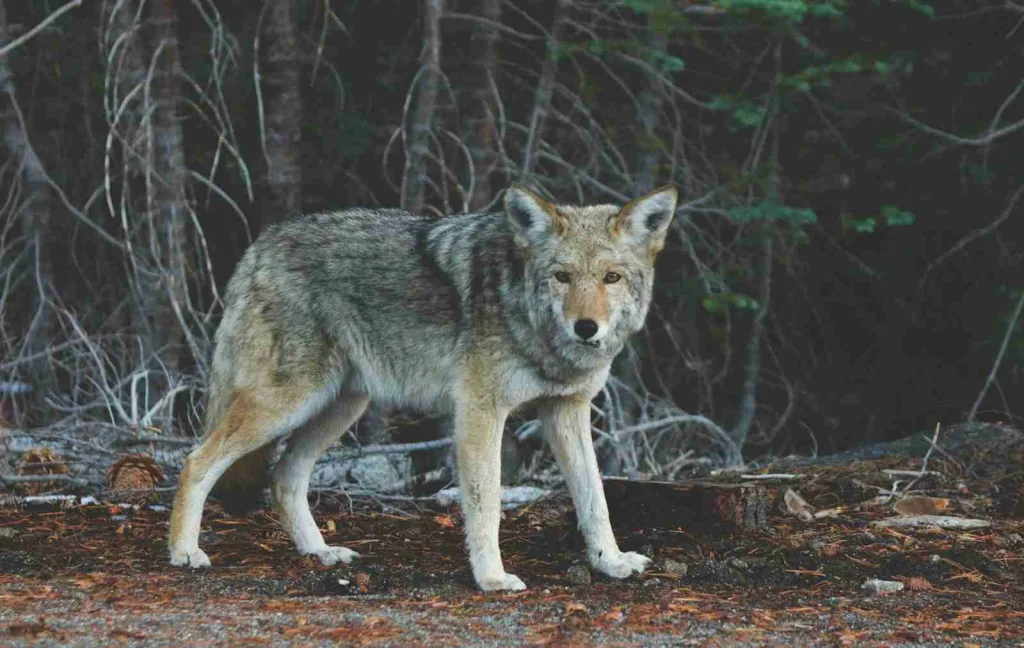 26 Fun Facts About Italy | Espresso Originator 3 focus photography of standing wolf near tree