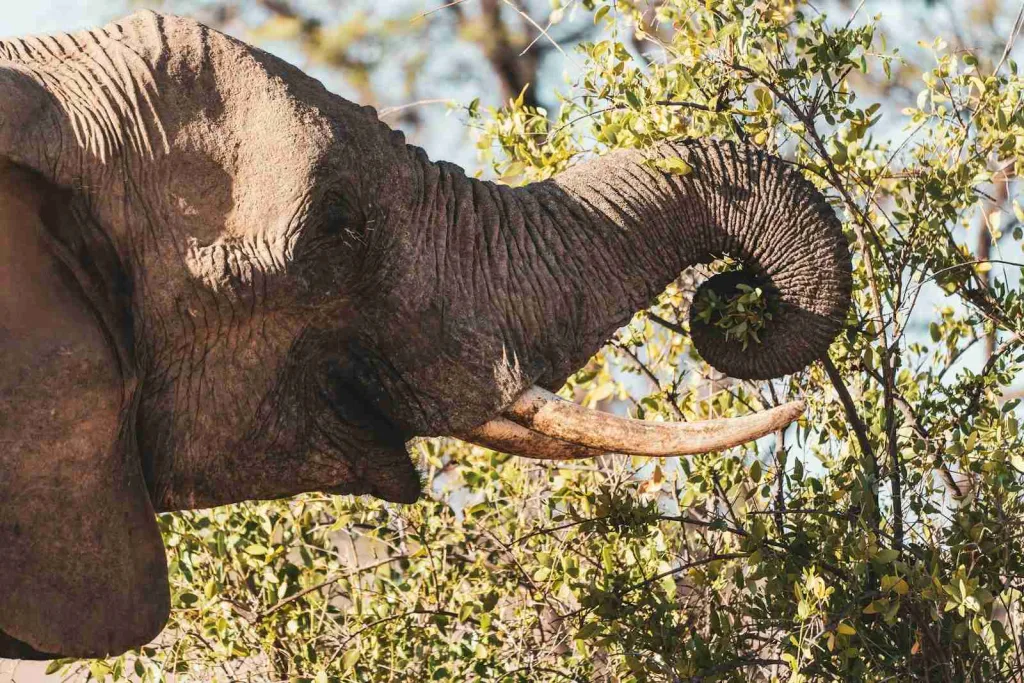elephant eating grass, fun facts about elephants