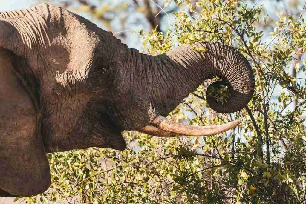 elephant eating grass, fun facts about elephants