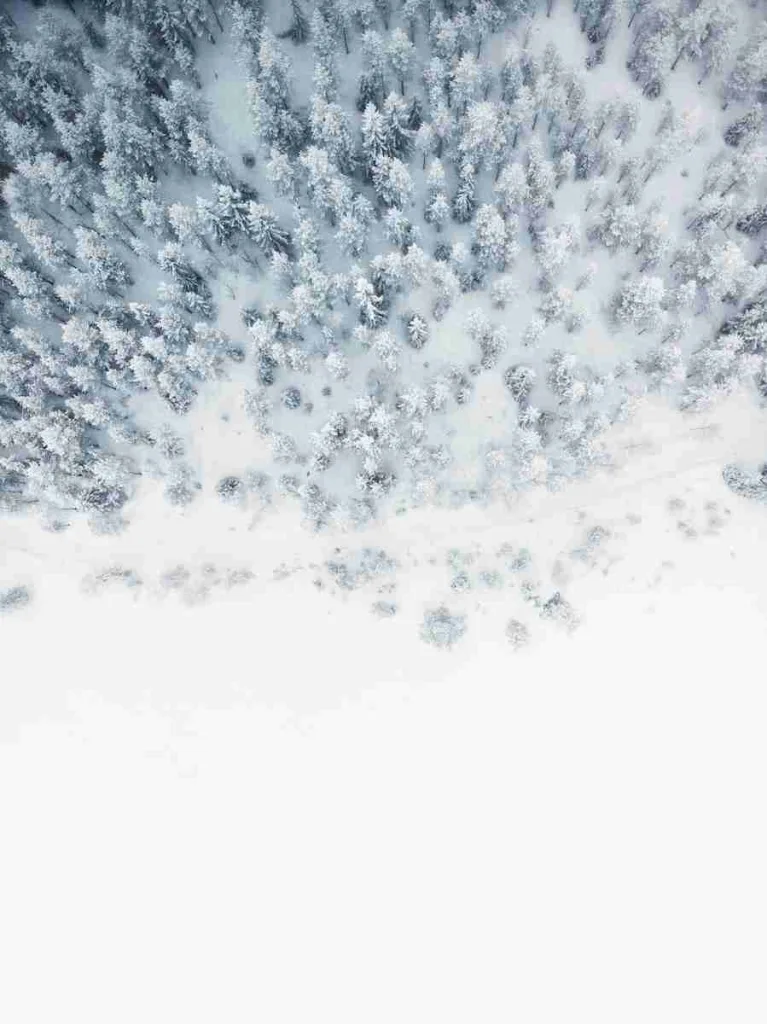24 Fun Facts About World | Ignite Your Curiosity 5 aerial photo of snow covered tree lot