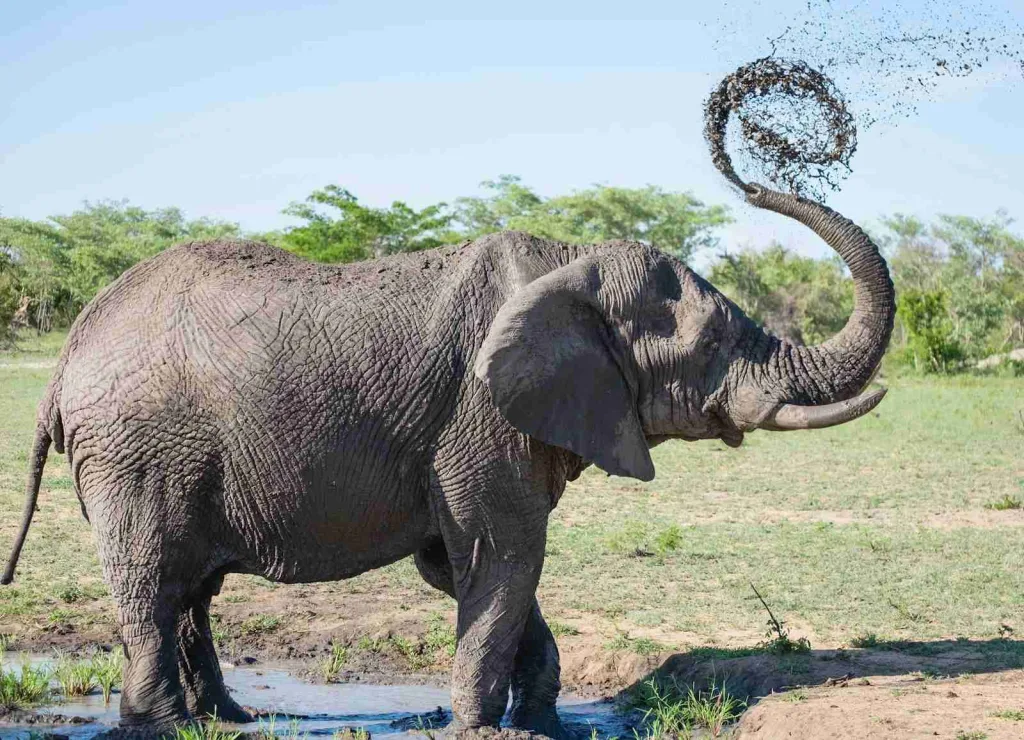 gray elephant playing with mud, fun facts about elephants