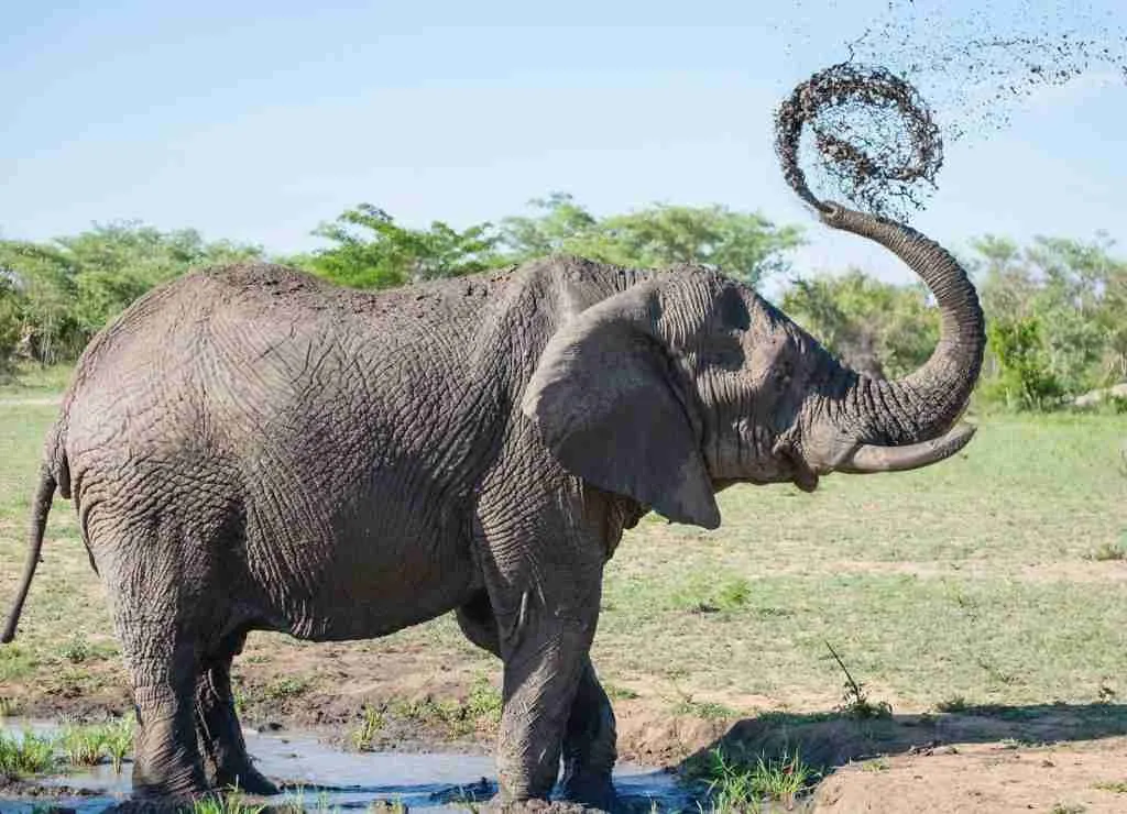 gray elephant playing with mud, fun facts about elephants