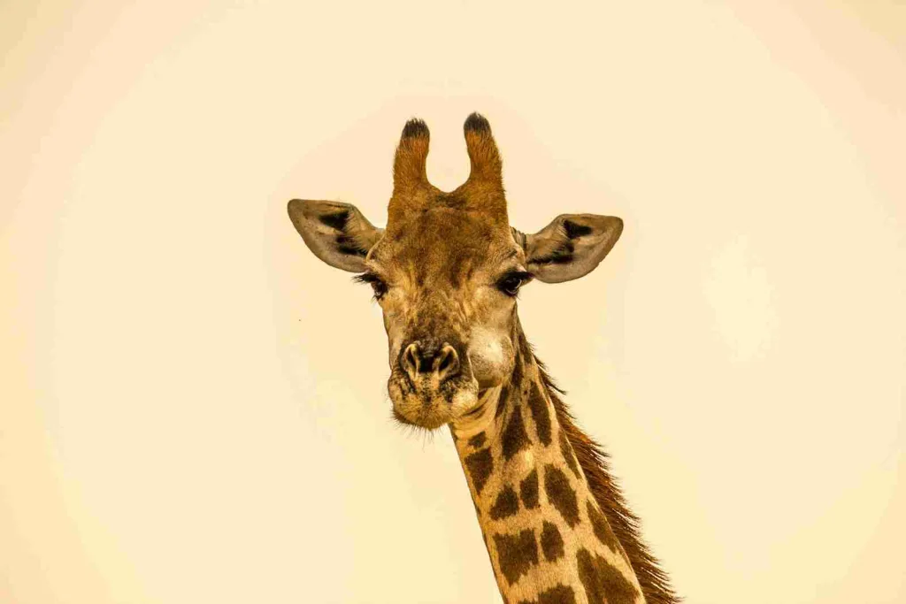 23 Fun Facts About Giraffe | Sky-High Elegance in Stripes 3 fun facts about giraffes