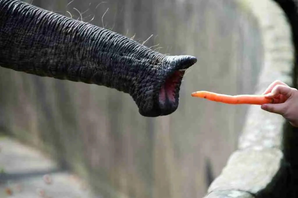 elephant trunk