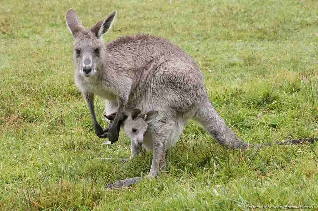 22 Fun Facts About Kangaroos | Hopping Pouches 1 fun facts about Kangaroos