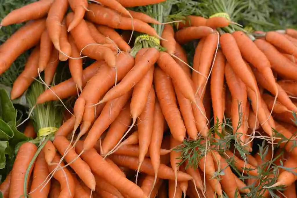 23 Fun Facts About Netherlands | Land of Surprises 2 orange carrot