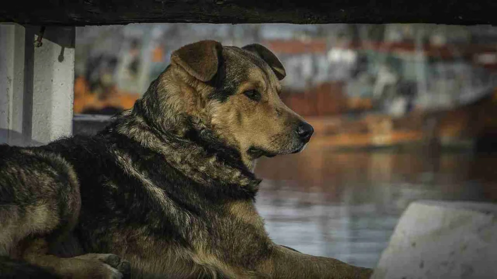25 Facts About Earthquakes | Mind-blowing Discoveries 1 dog, boat, port: fun facts about earthquakes